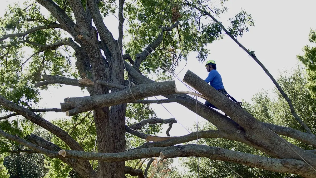 Professional Hazardous Tree Removal performed by certified arborists in Ipswich